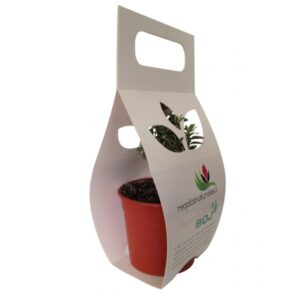 Arbol Nativo Envase 3 hojas